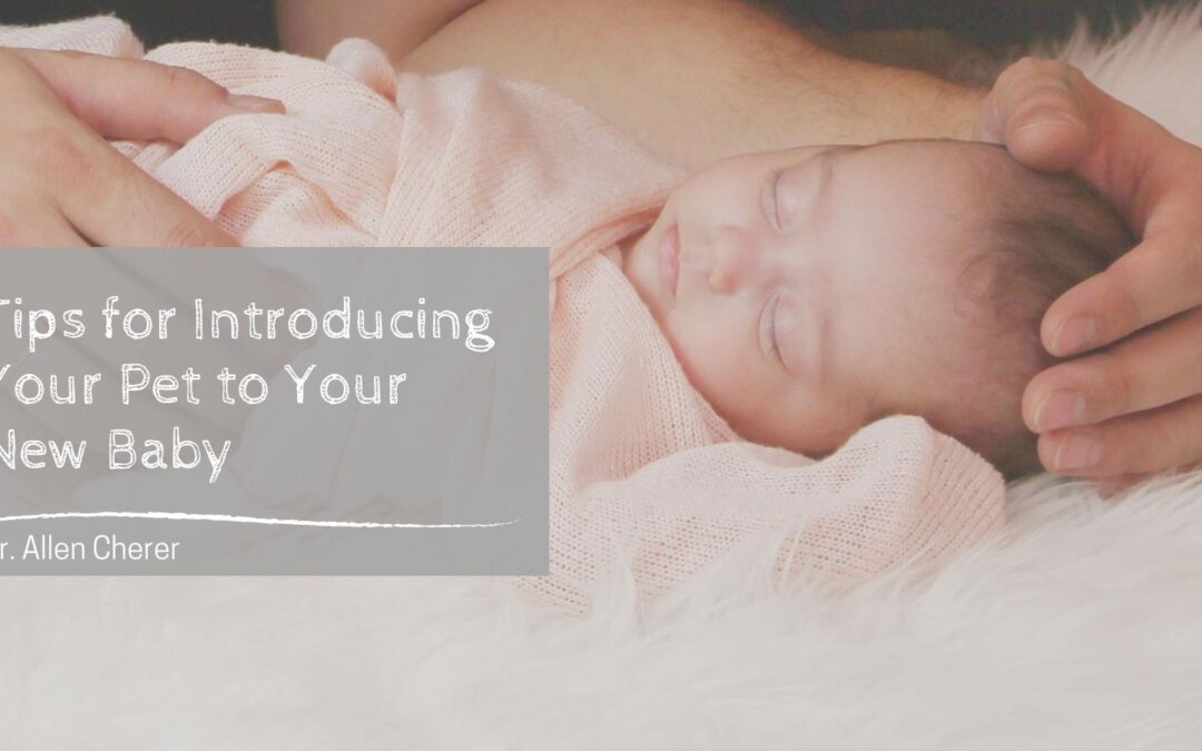 Tips for Introducing Your Pet to Your New Baby